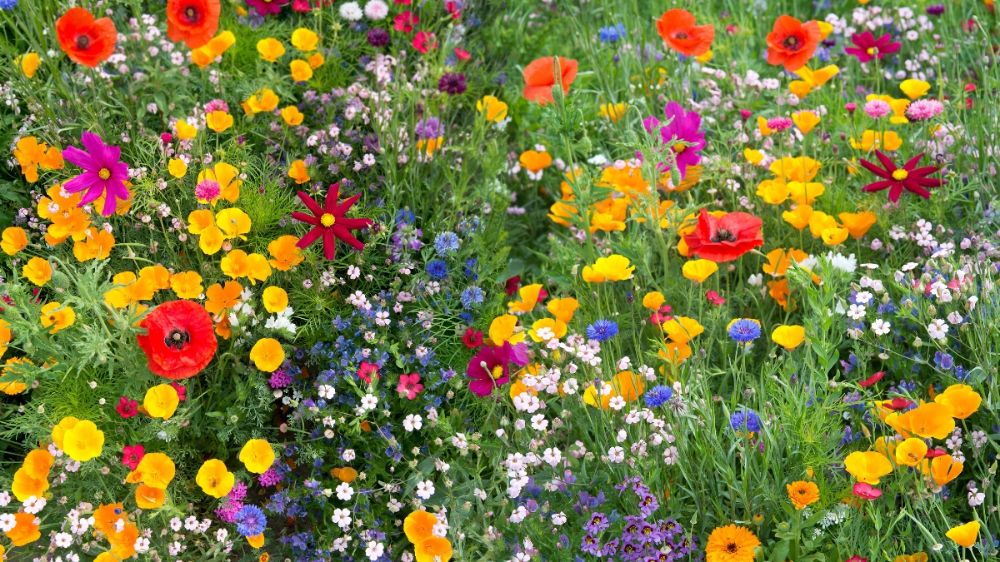 Prepare Garden Beds for Spring Planting Guide